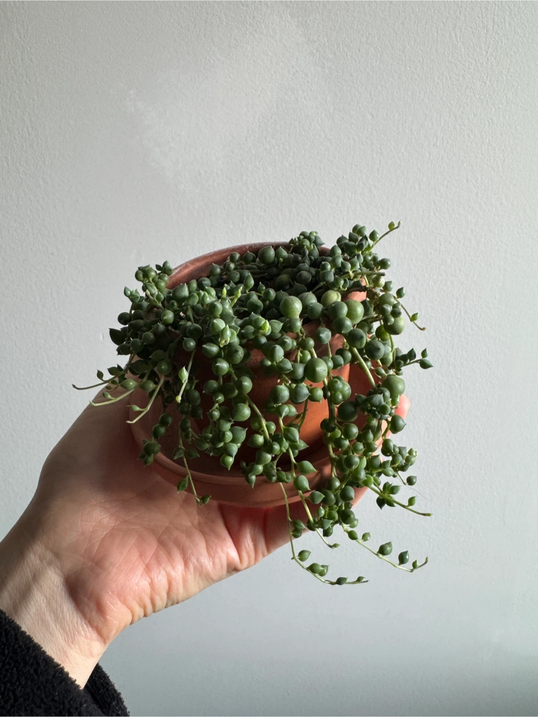 String of Pearls (3inch pot)