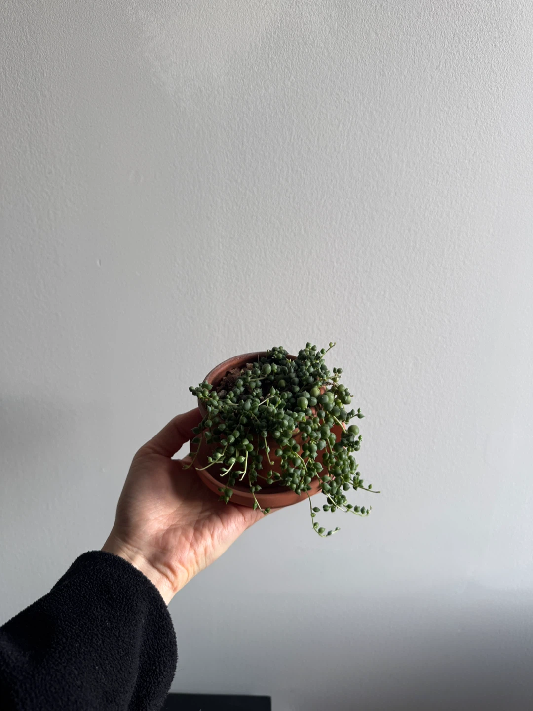 String of Pearls (3inch pot) - photo 3