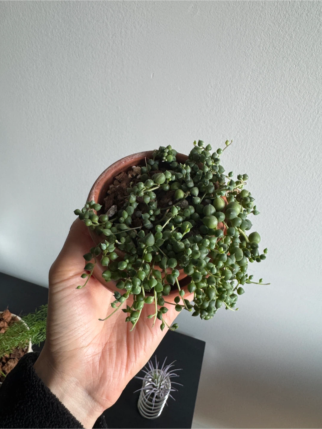 String of Pearls (3inch pot) - photo 2