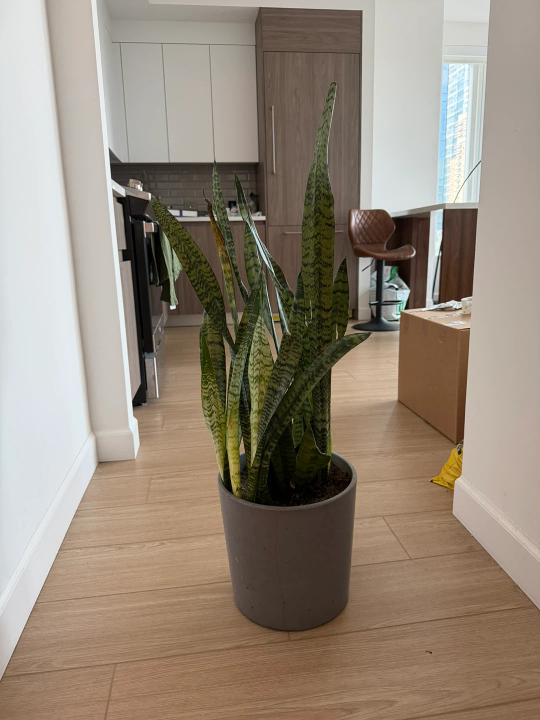 Snake Plant in Gray Pot - photo 2