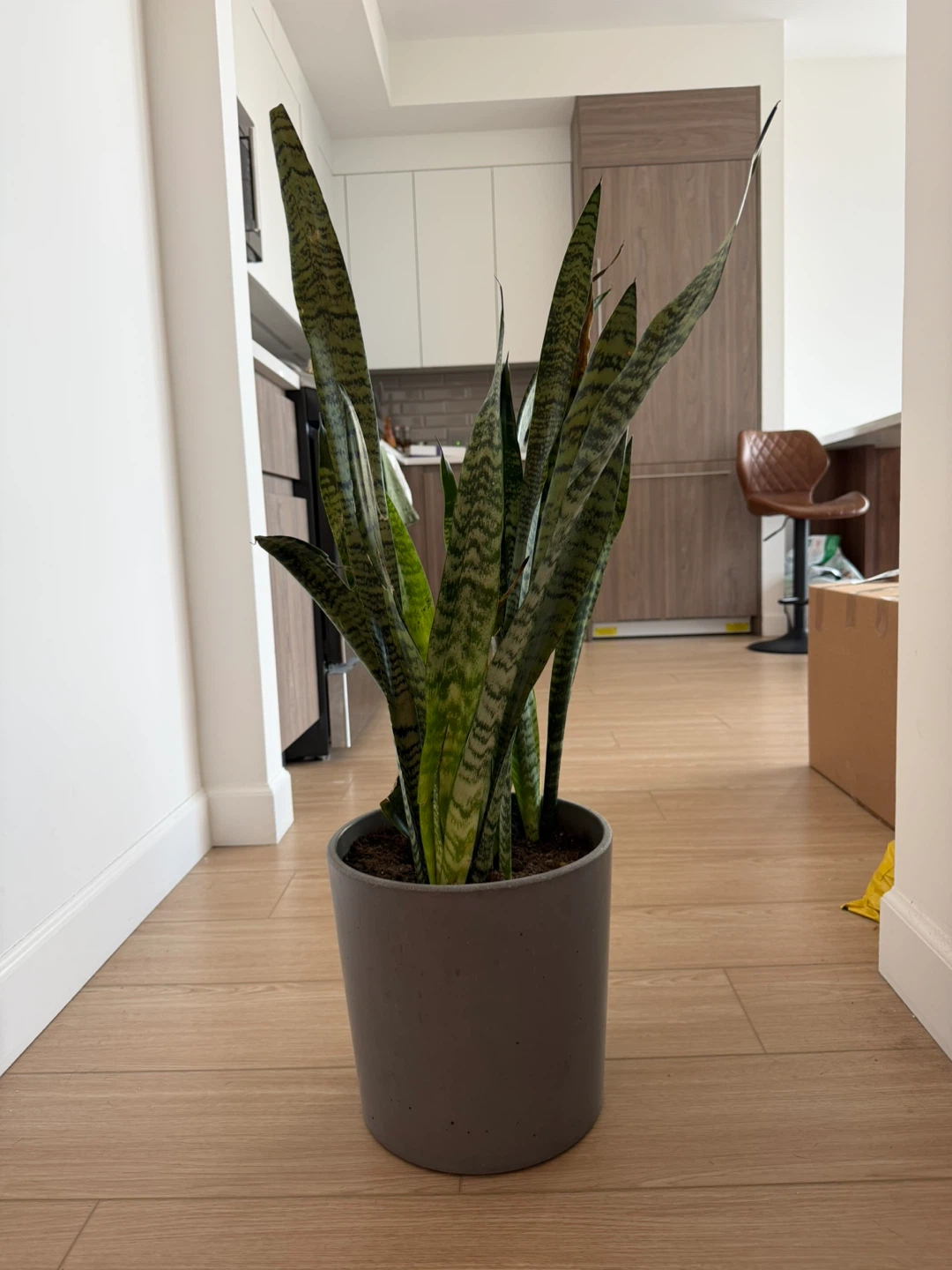 Snake Plant in Gray Pot