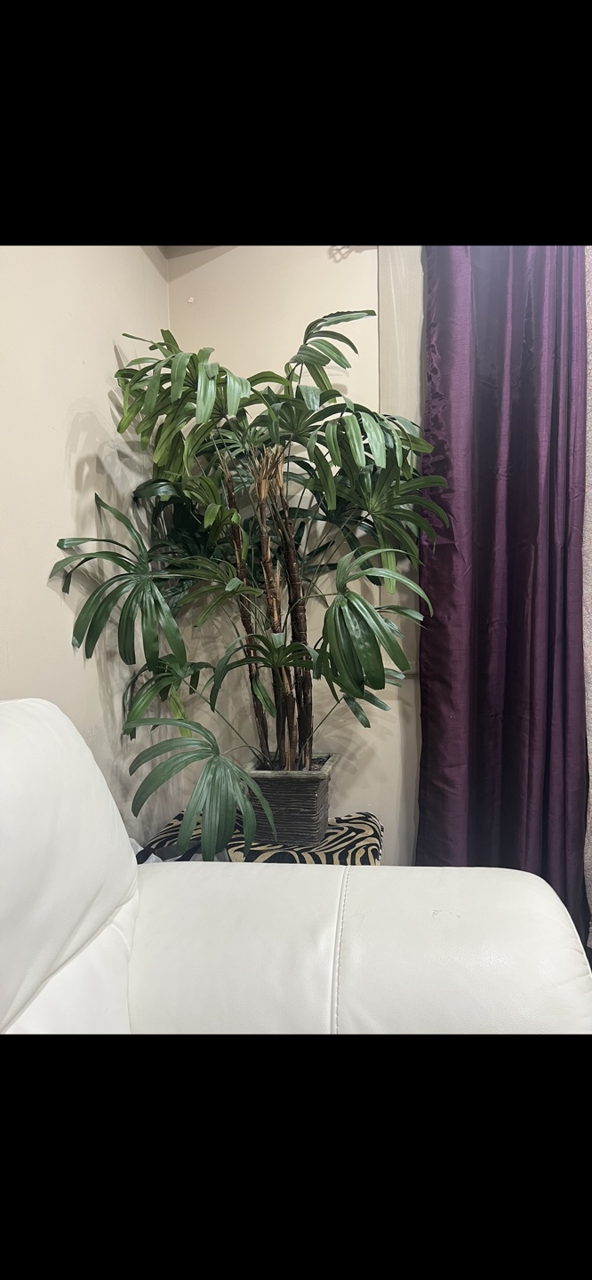 Indoor Palm Tree - photo 2
