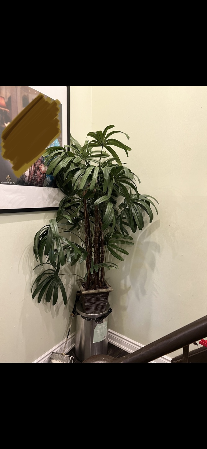 Indoor Palm Tree