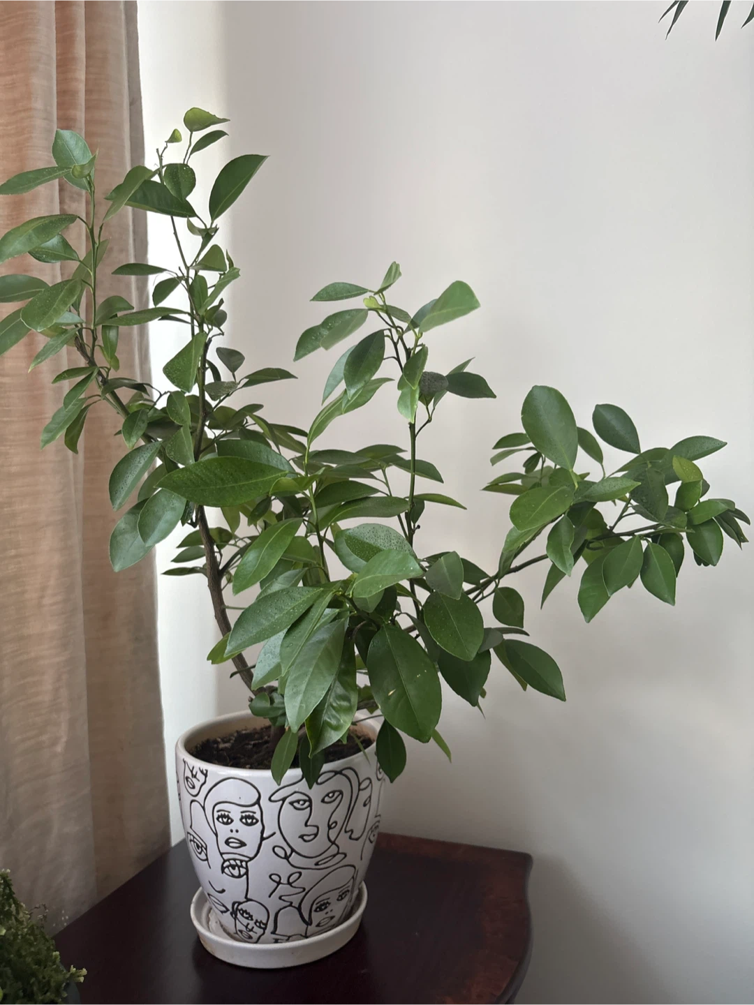 Mini Orange Plant in a Decorative Face Pot