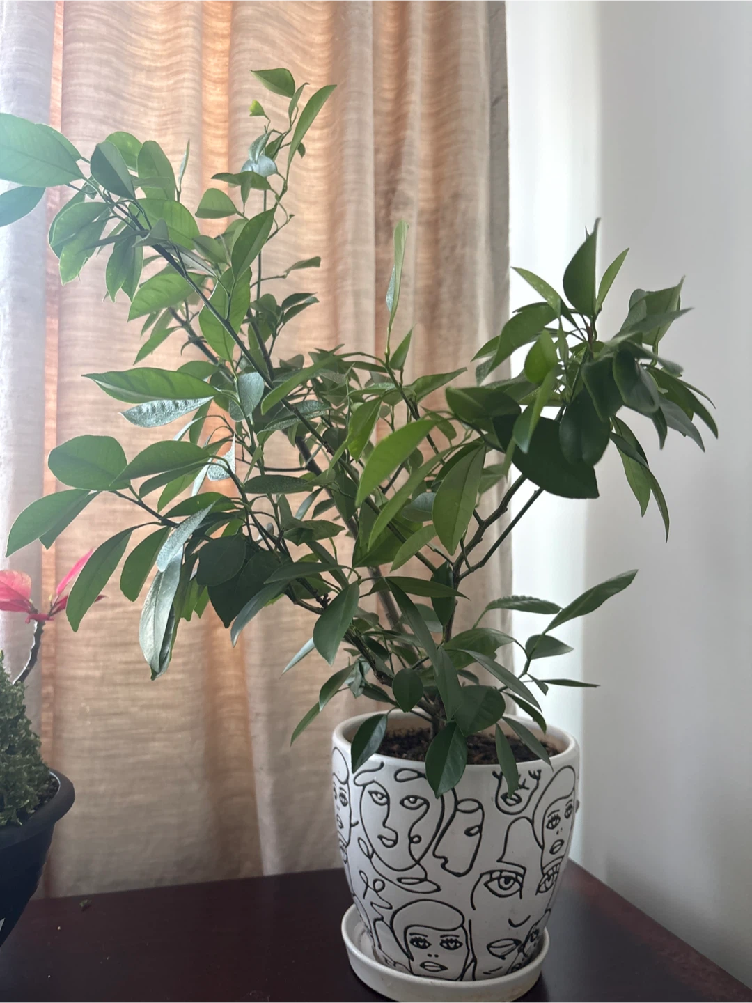 Mini Orange Plant in a Decorative Face Pot - photo 2