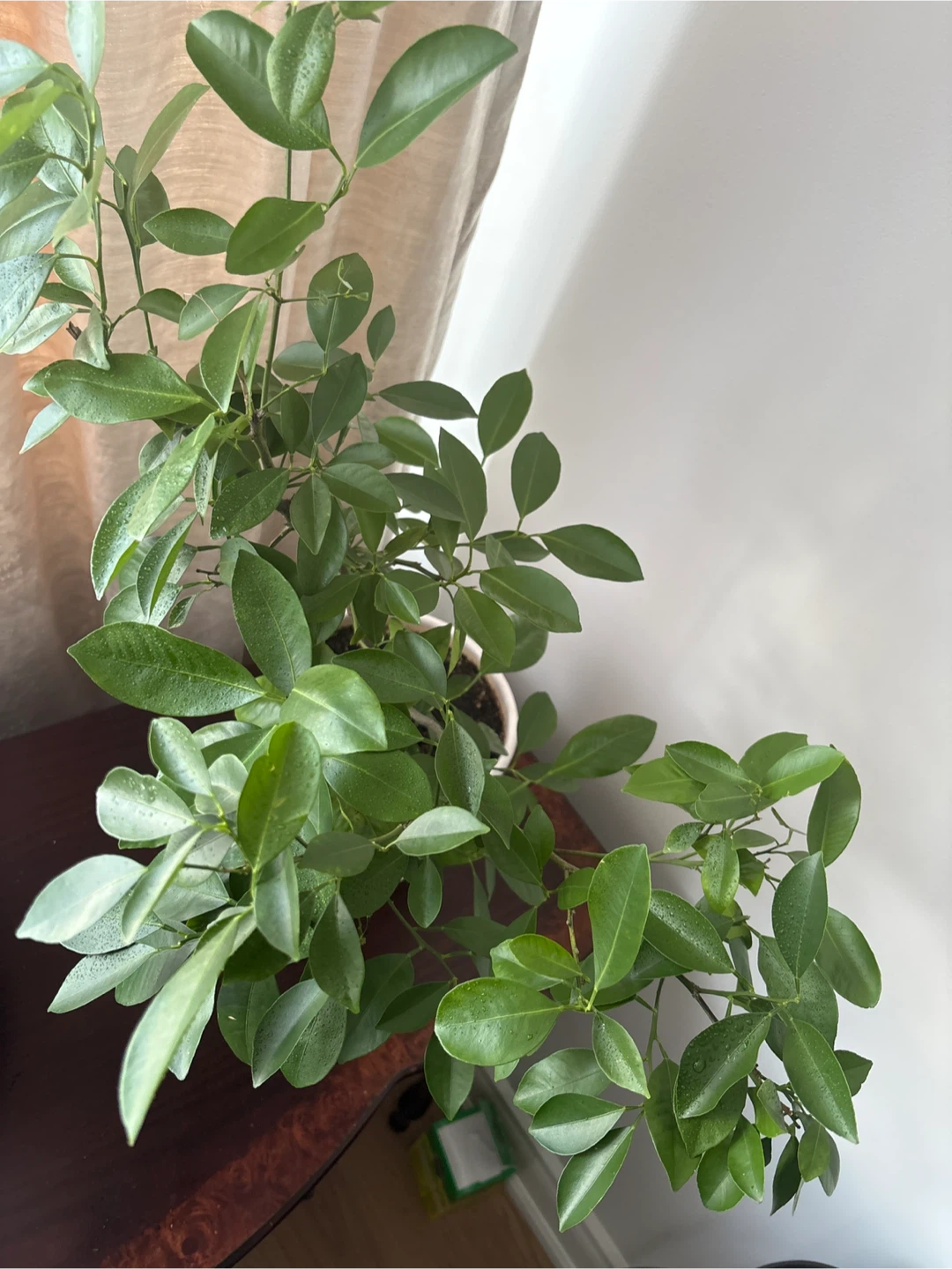 Mini Orange Plant in a Decorative Face Pot - photo 4