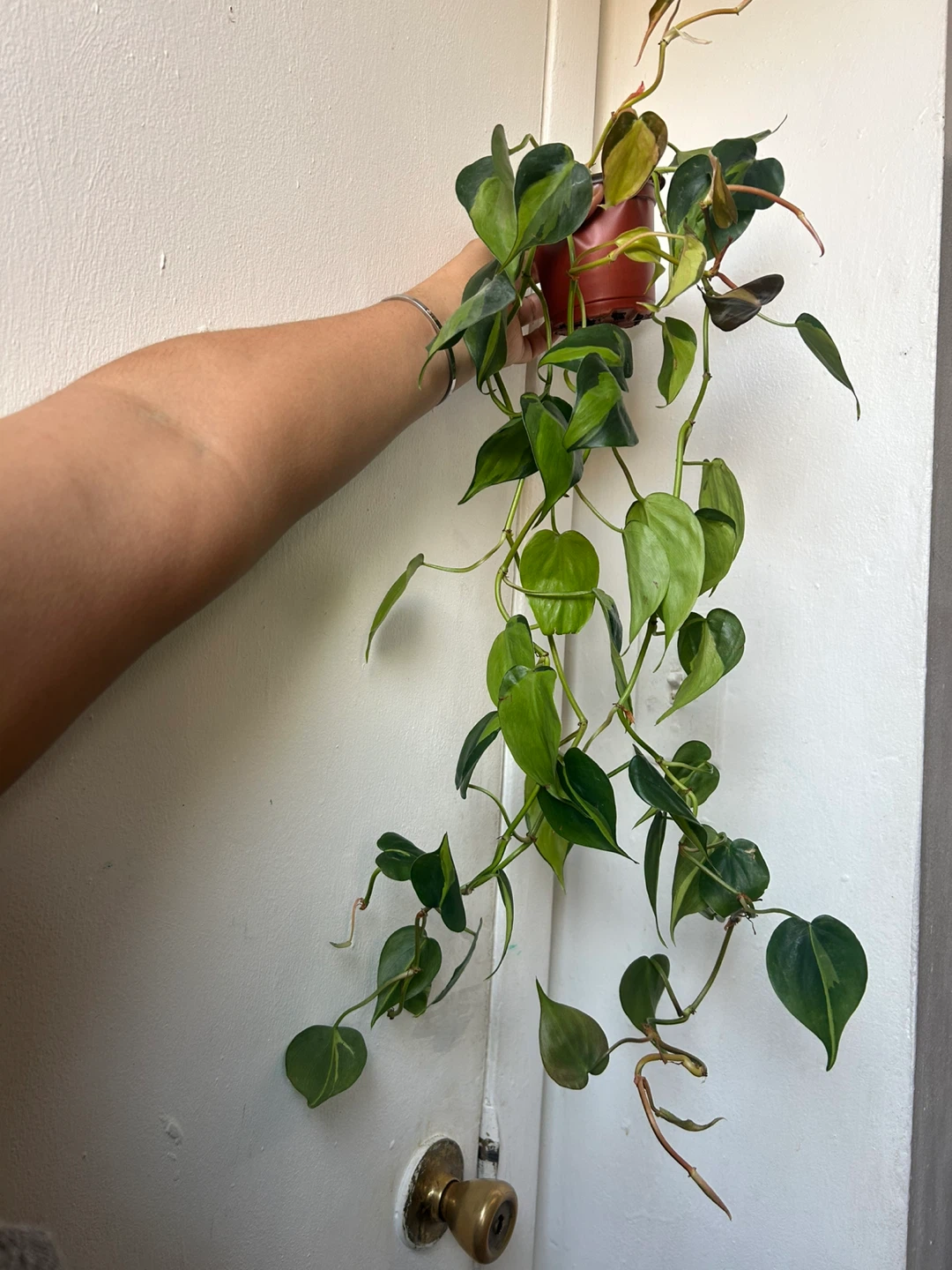 Philodendron Brasil Plant