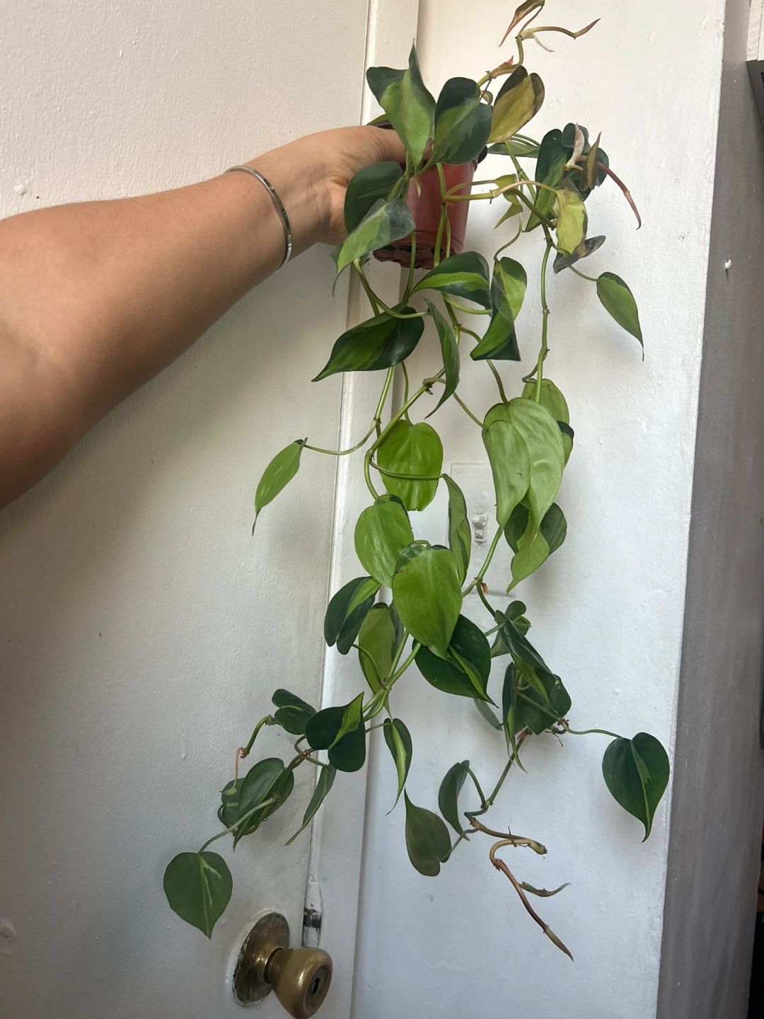 Philodendron Brasil Plant - photo 4