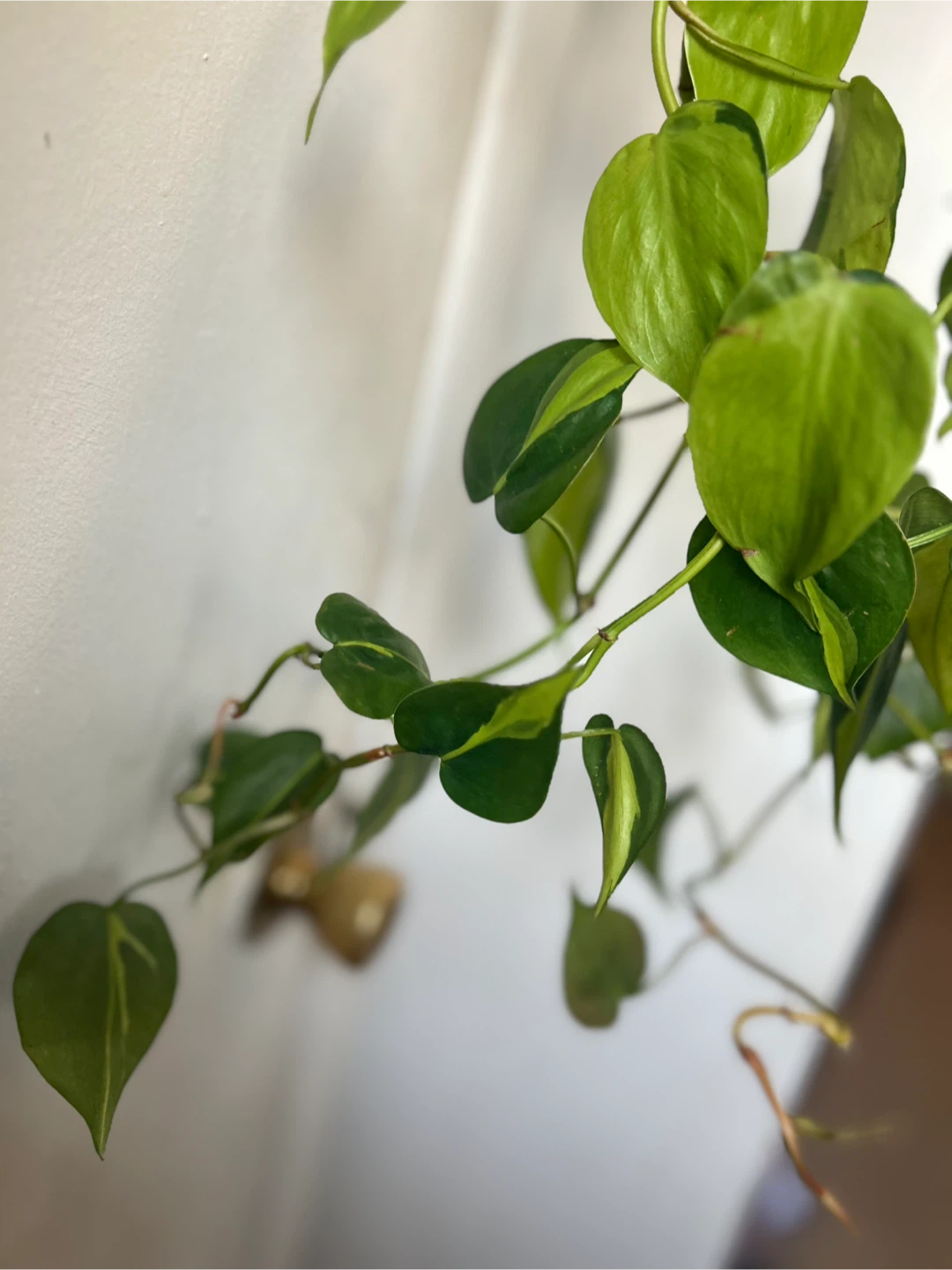 Philodendron Brasil Plant - photo 3