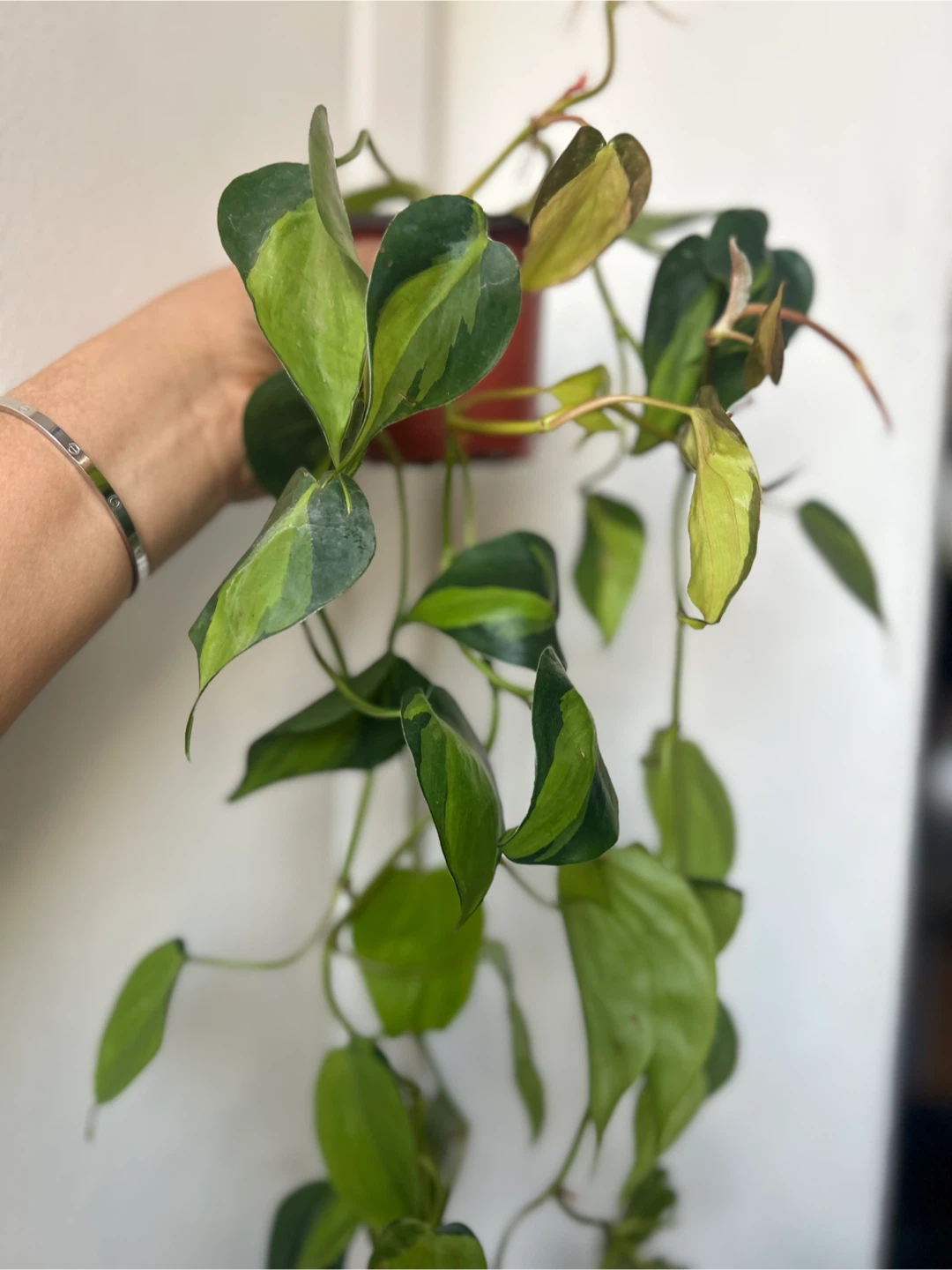 Philodendron Brasil Plant - photo 2