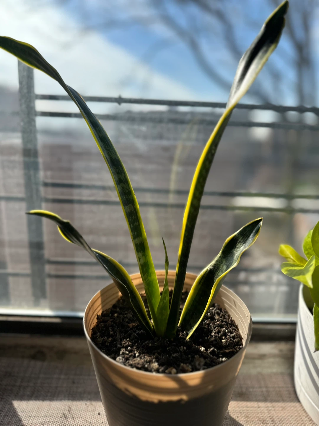 Snake Plant