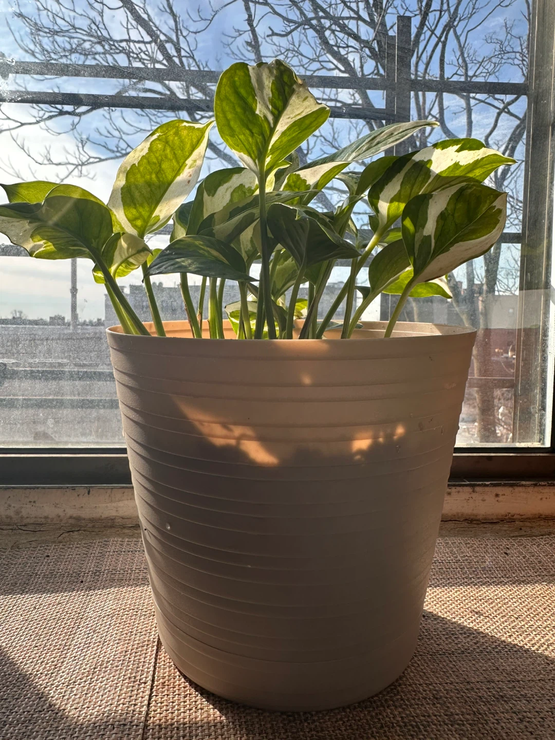 N-joy Pothos Plant in Pot