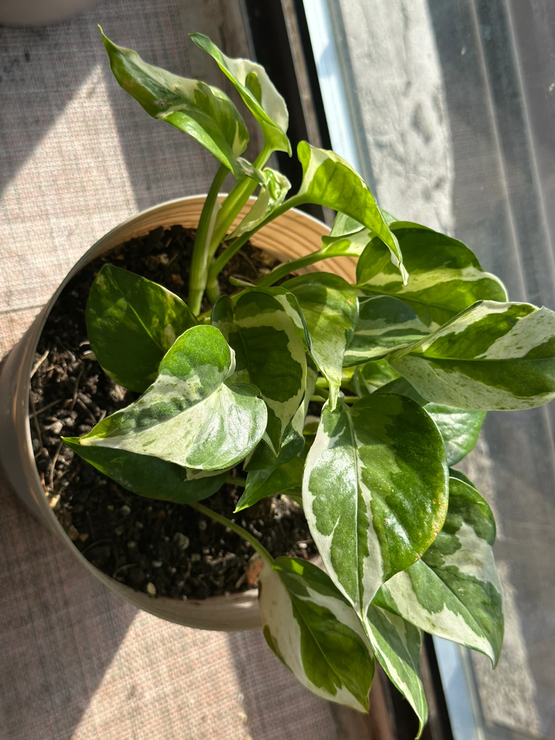 N-joy Pothos Plant in Pot - photo 3
