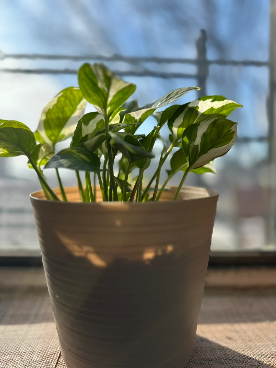 N-joy Pothos Plant in Pot - photo 2