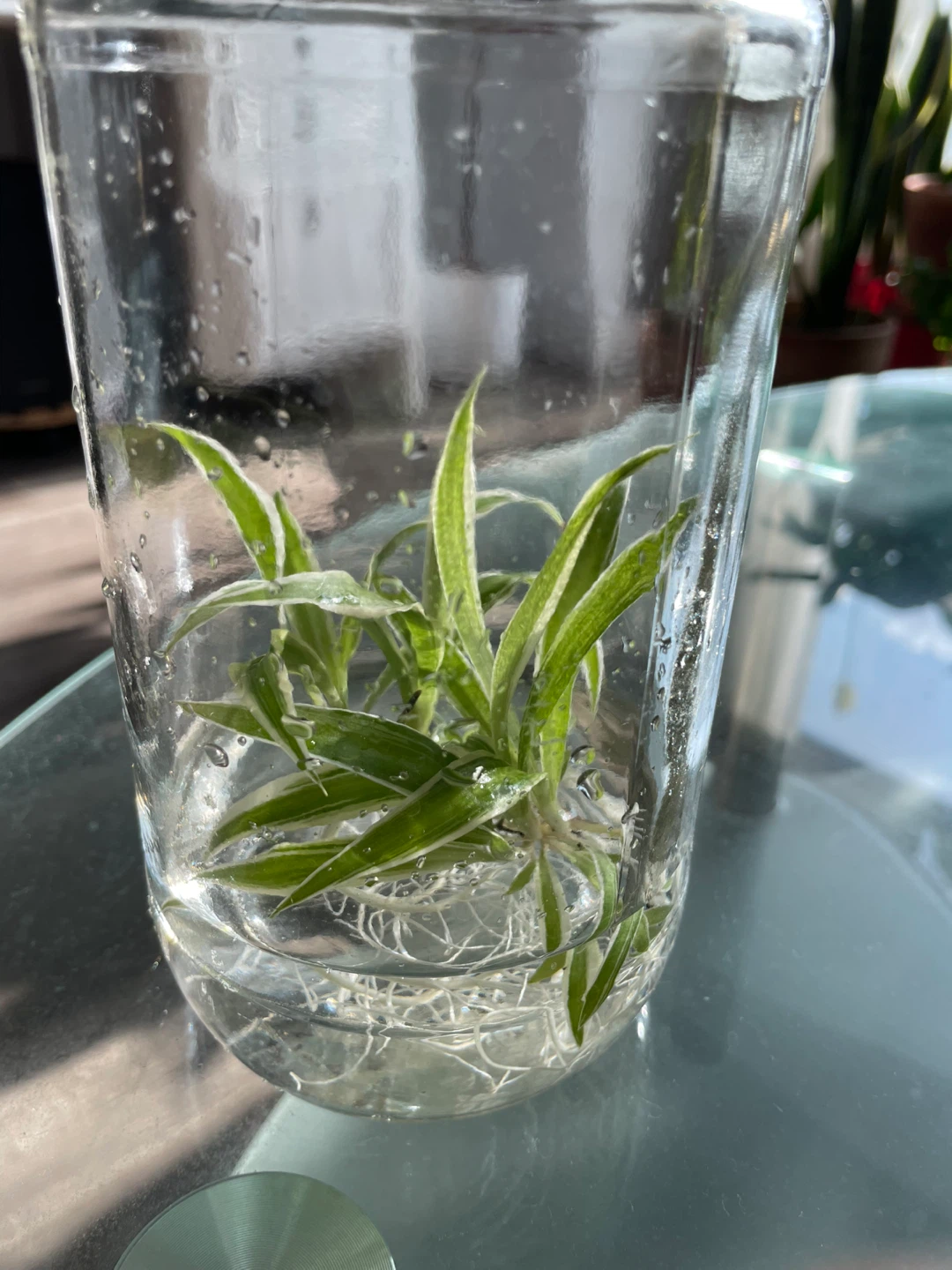 Spider Plant in Glass Jar - photo 4