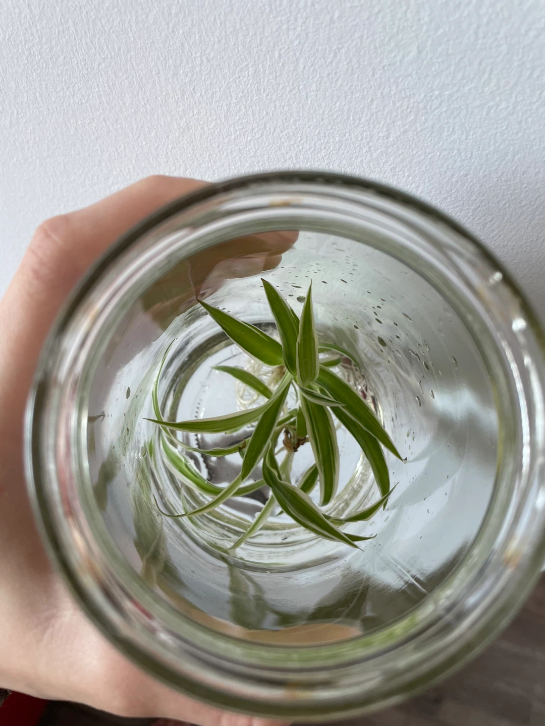 Spider Plant in Glass Jar - photo 2