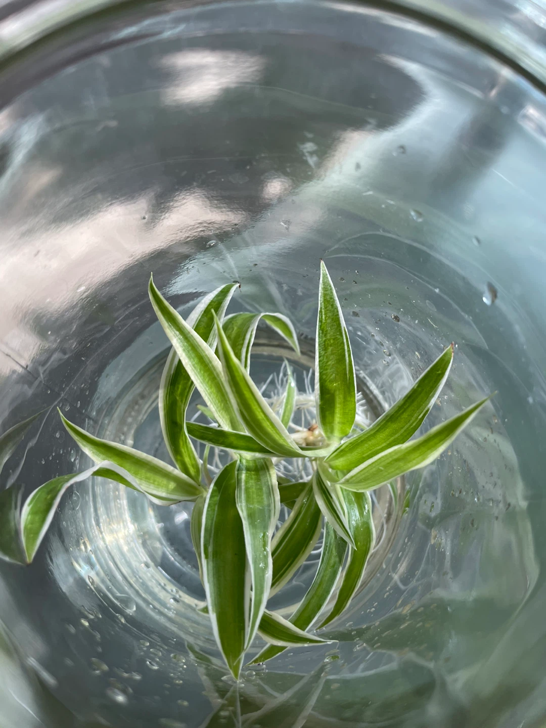 Spider Plant in Glass Jar