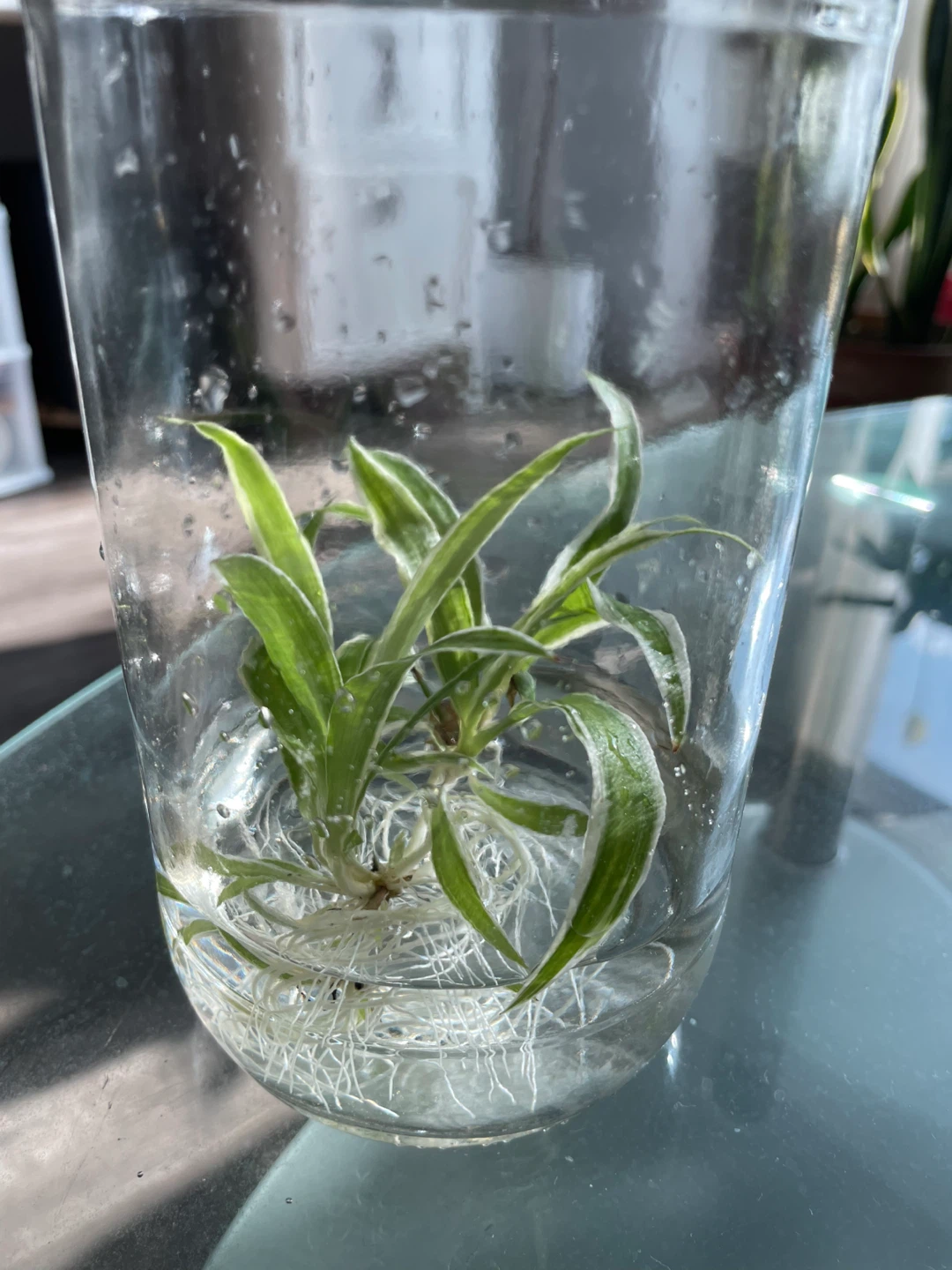 Spider Plant in Glass Jar - photo 3
