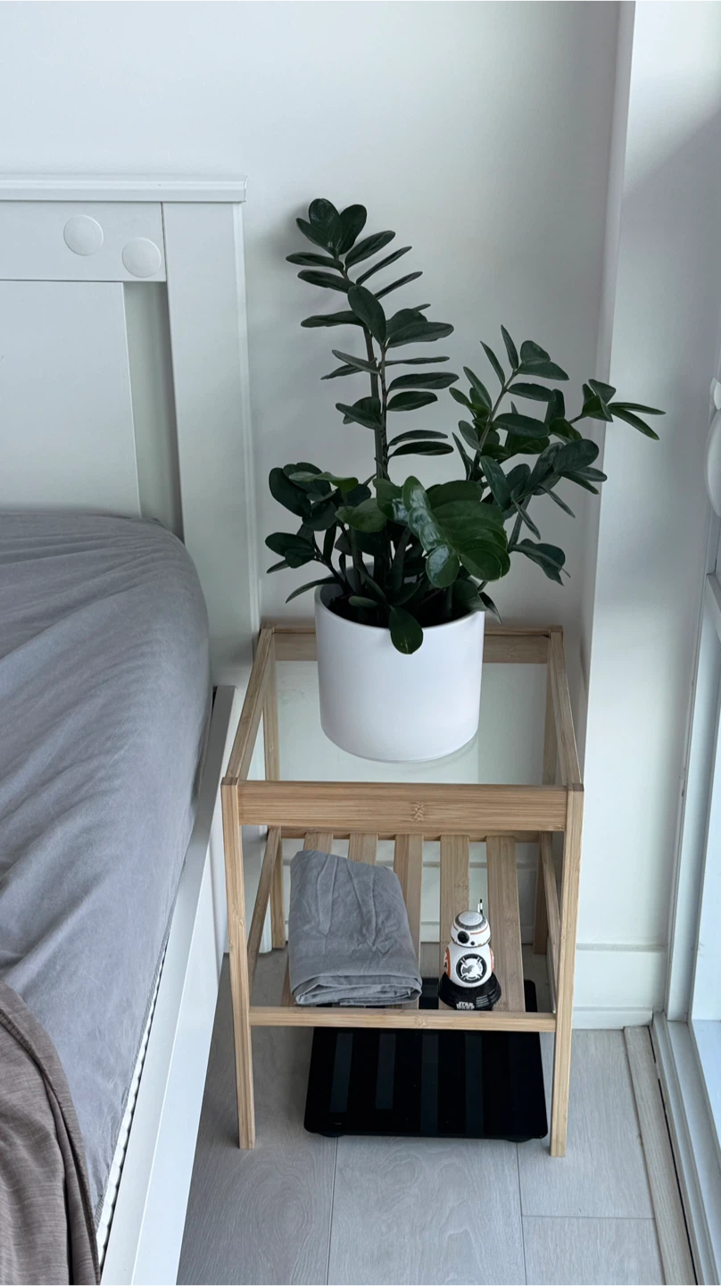ZZ Plant in White Pot - photo 2