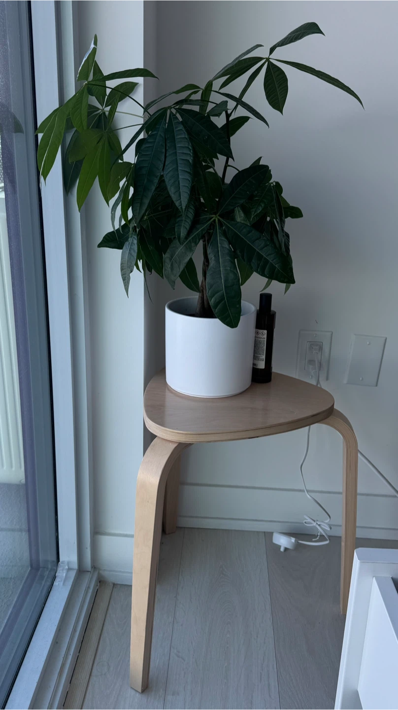 ZZ Plant in White Pot