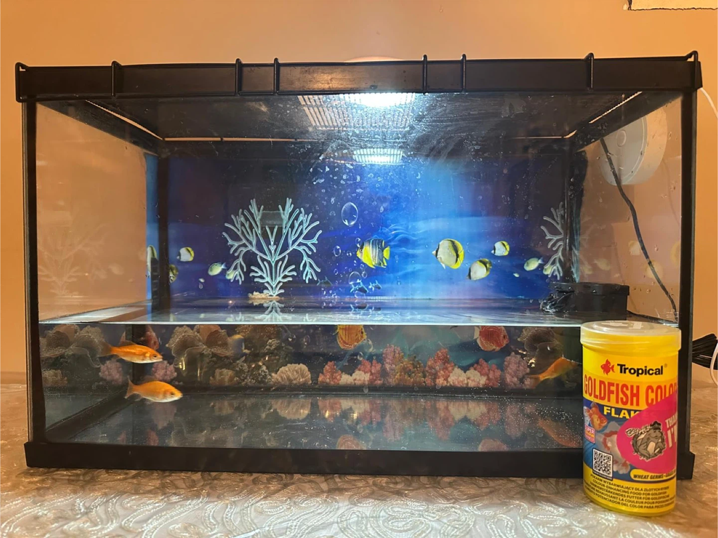 Aquarium with Tropical Goldfish Color Flake Food
