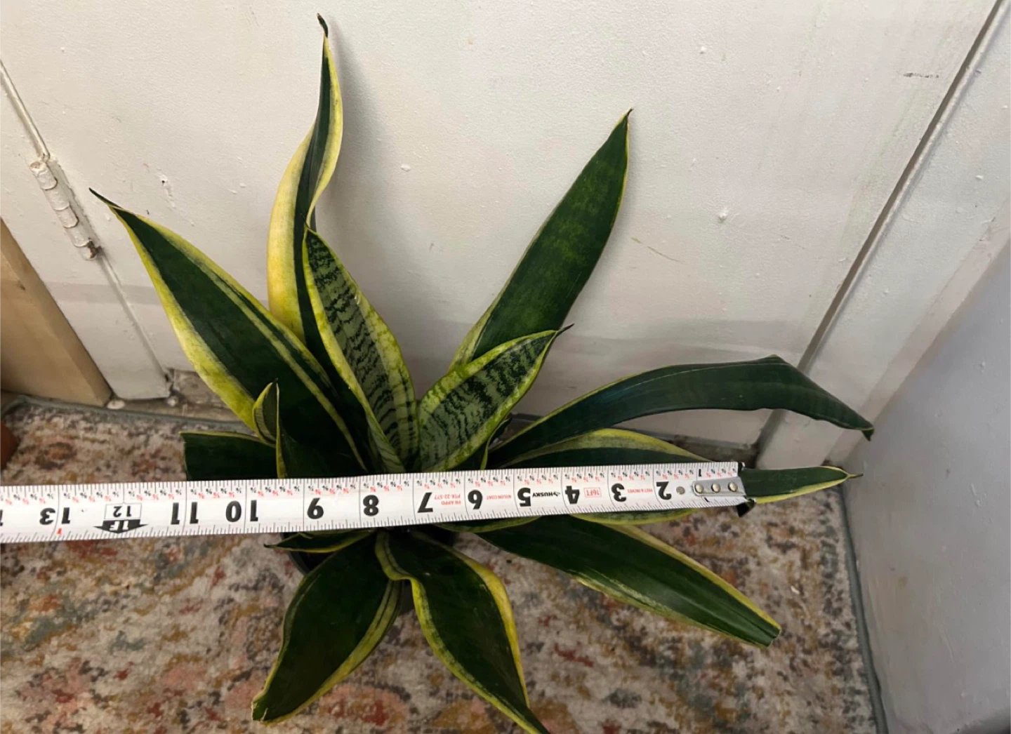 Snake plant - photo 5