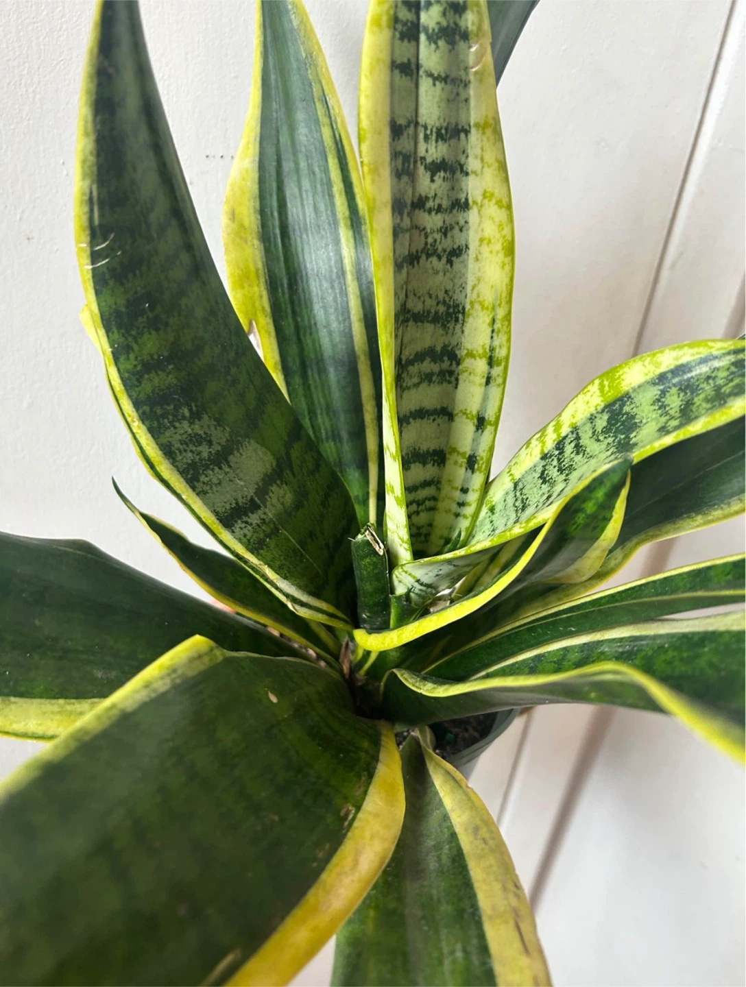 Snake plant - photo 3