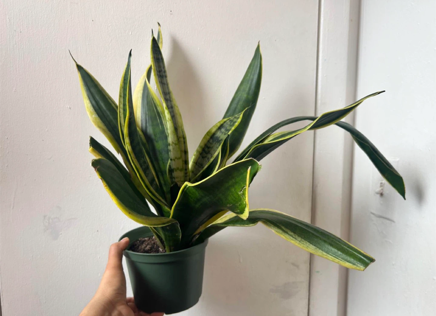 Snake plant - photo 2