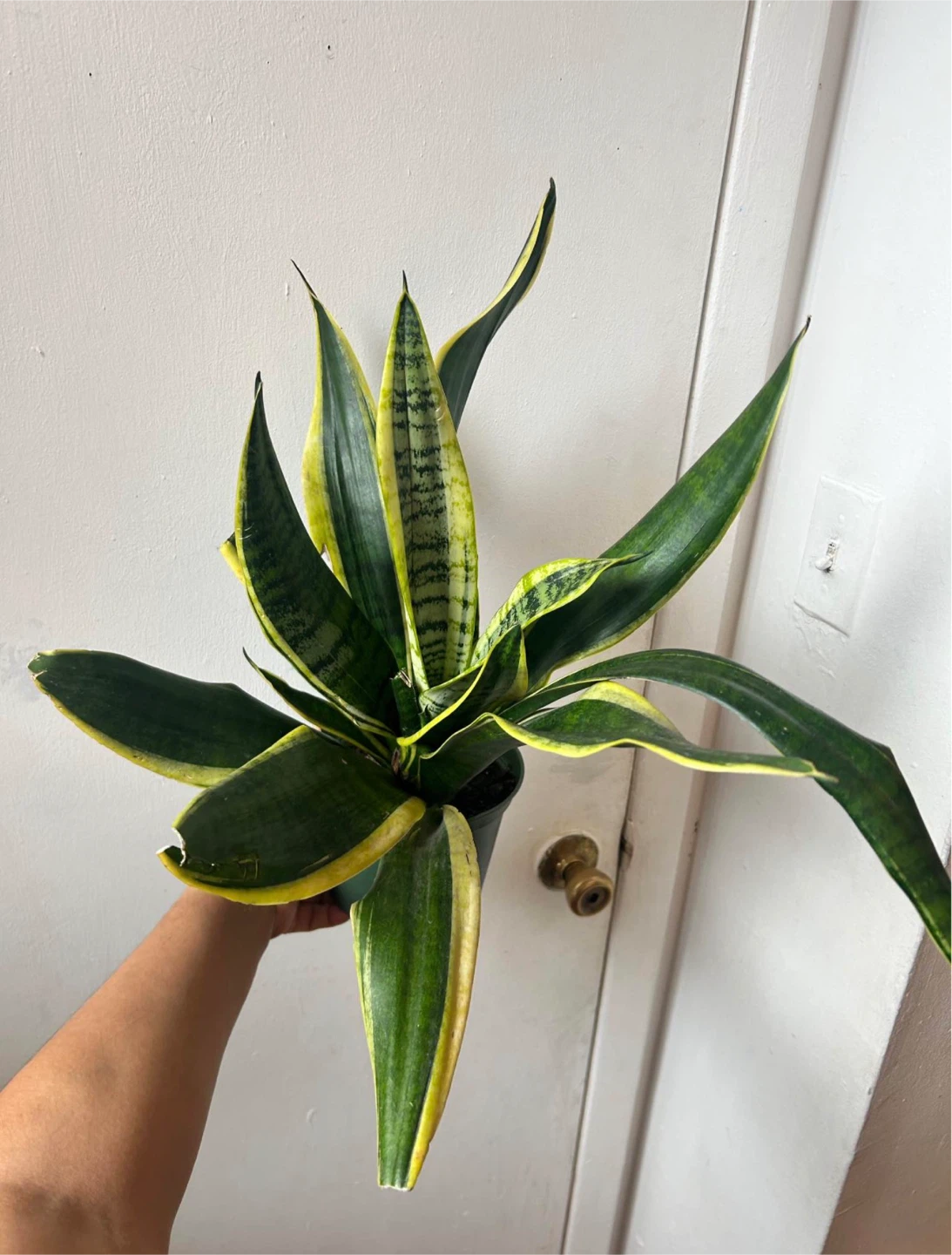 Snake plant