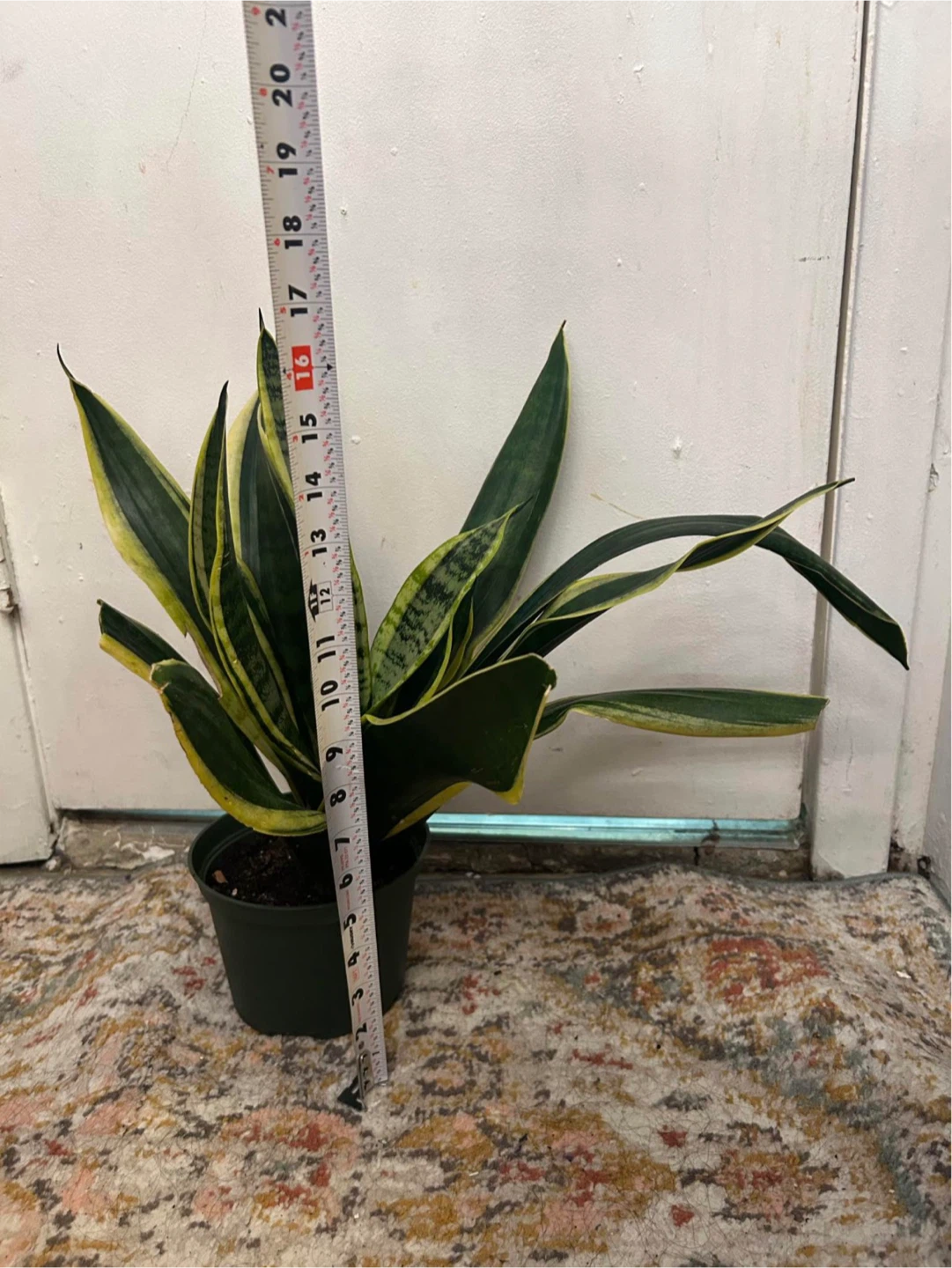 Snake plant - photo 4