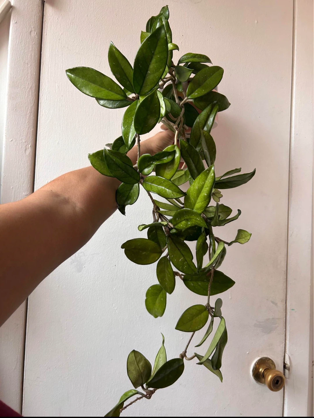 Hoya carnosa with ceramic pot - photo 4