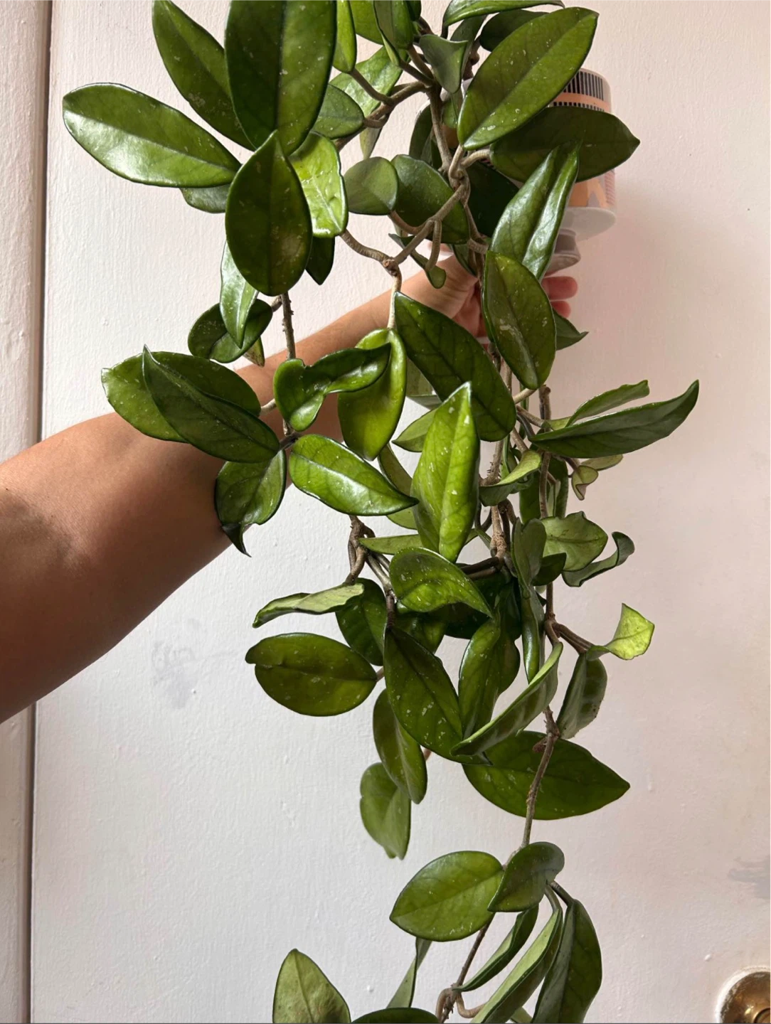 Hoya carnosa with ceramic pot - photo 2