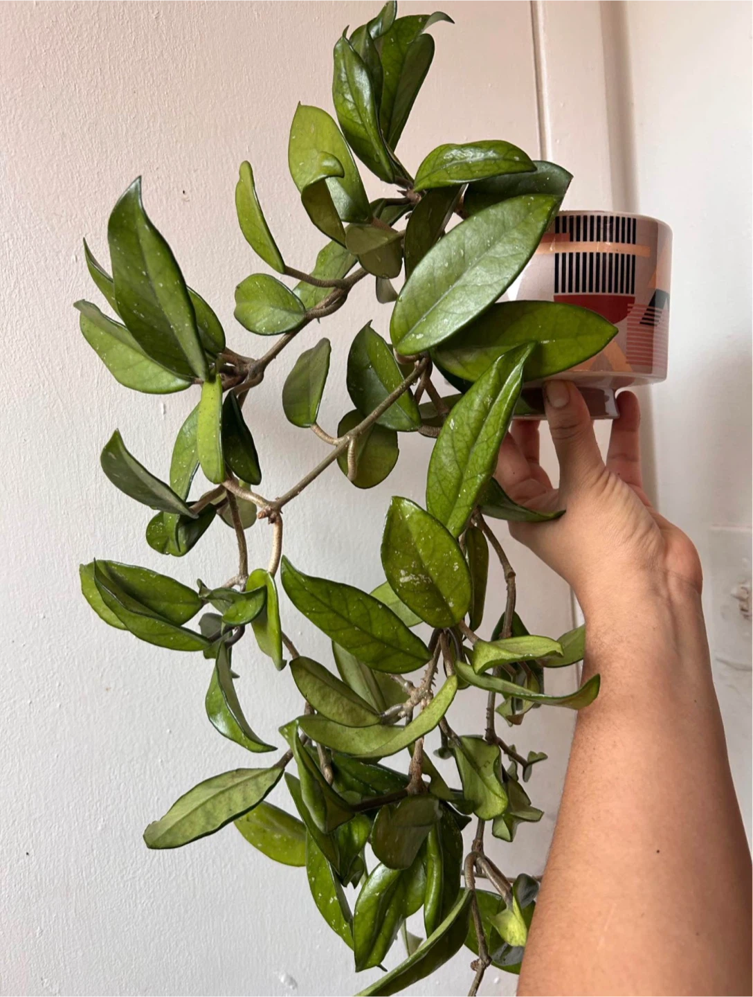 Hoya carnosa with ceramic pot - photo 3