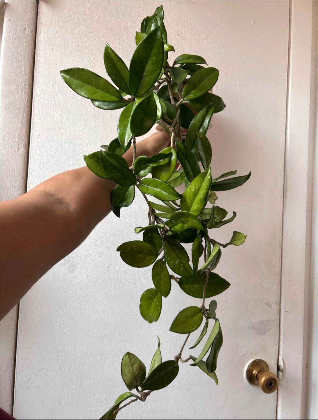 Hoya carnosa with ceramic pot