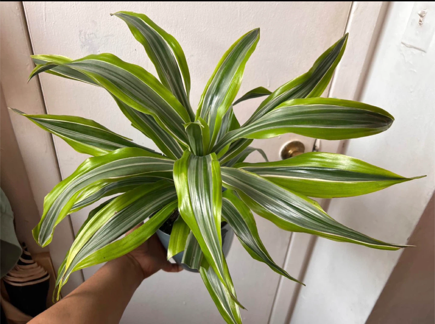 Dracaena fragrans