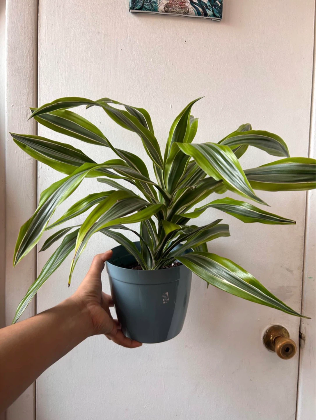 Dracaena fragrans - photo 2