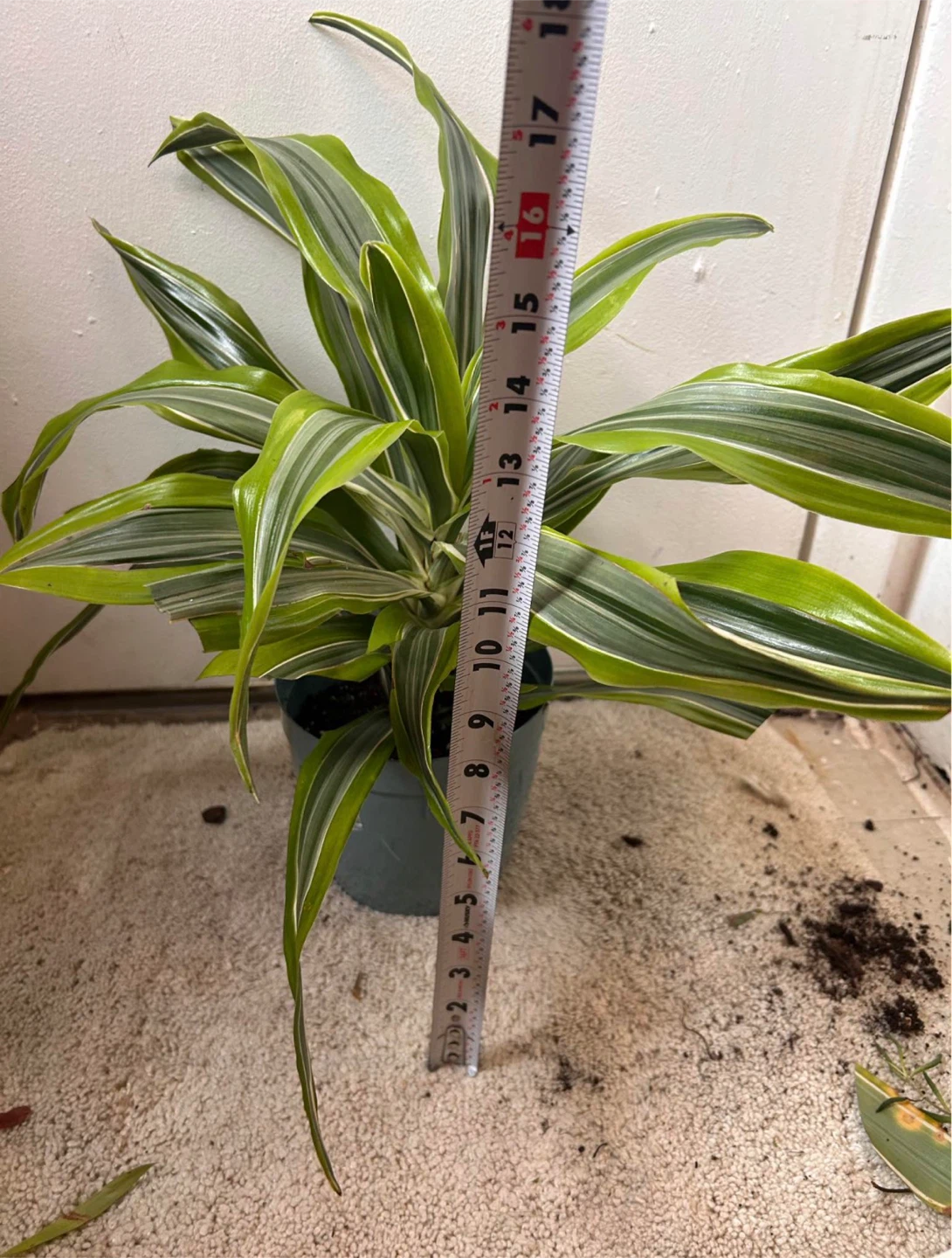 Dracaena fragrans - photo 3