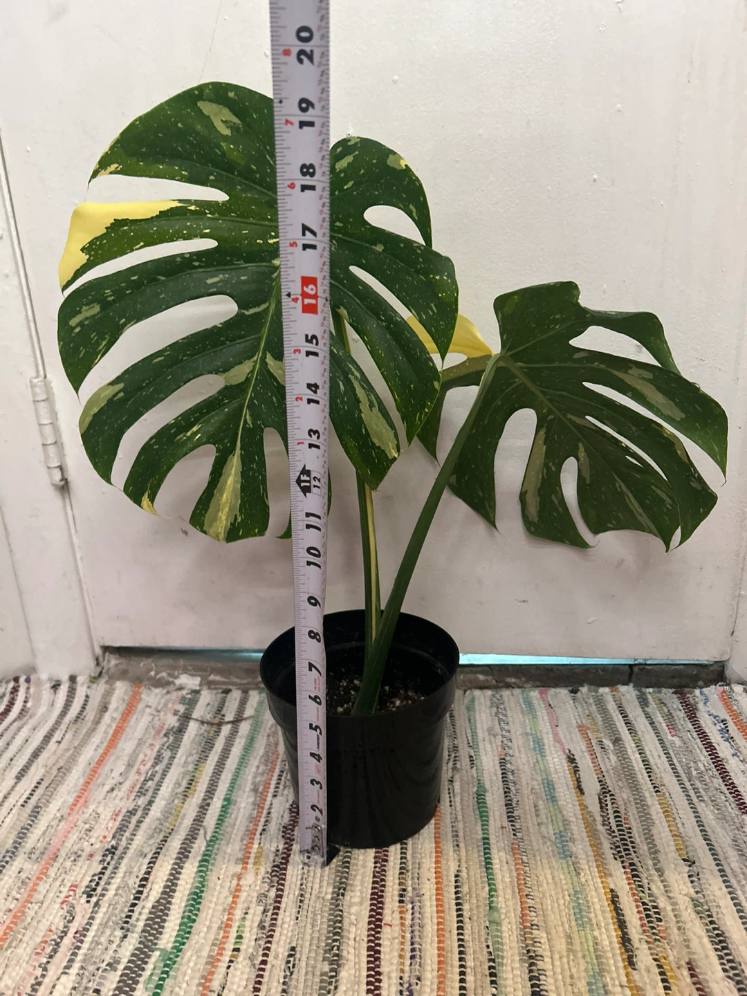 Monstera Thai Constellation - photo 2