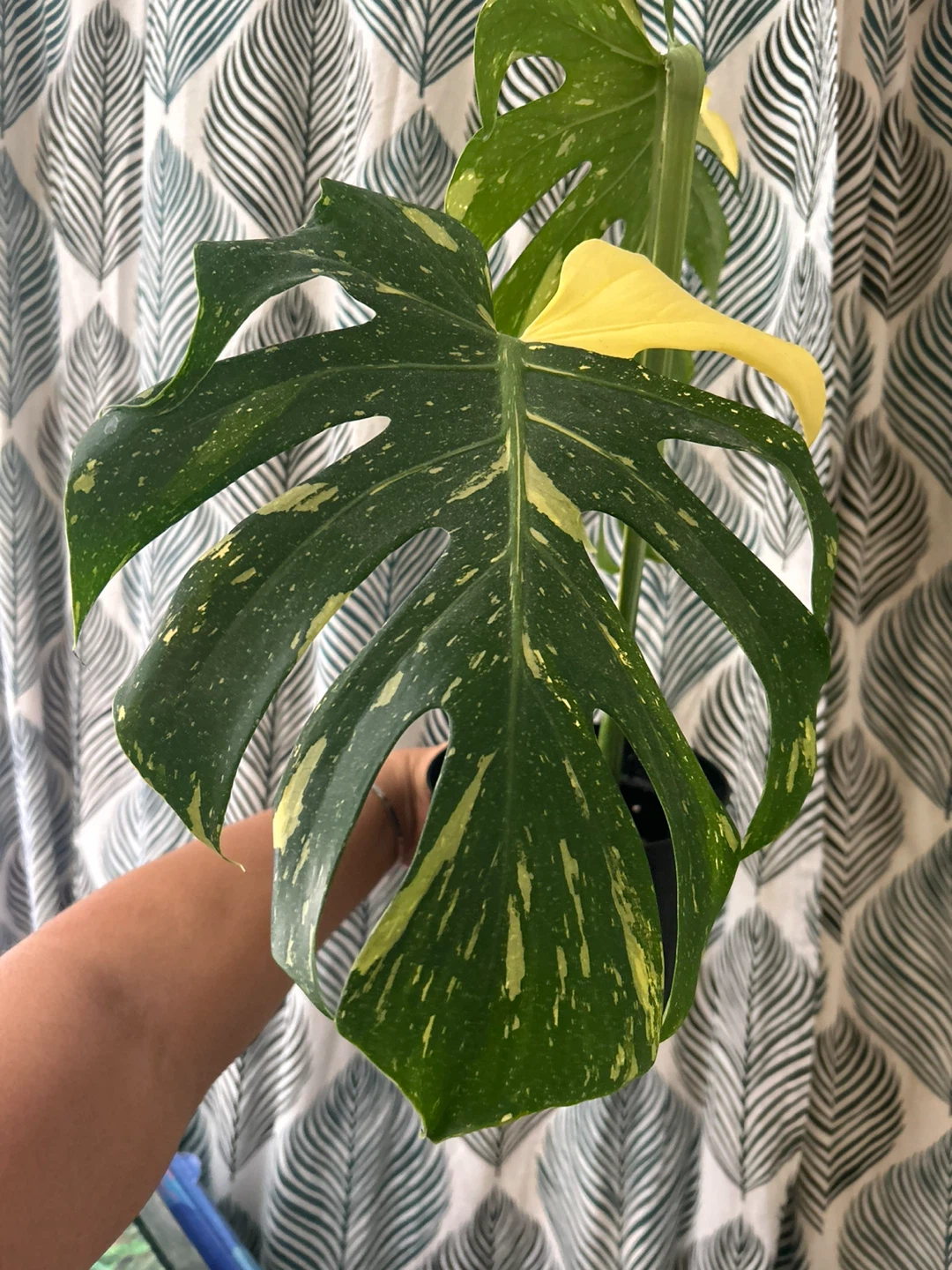 Monstera Thai Constellation - photo 4