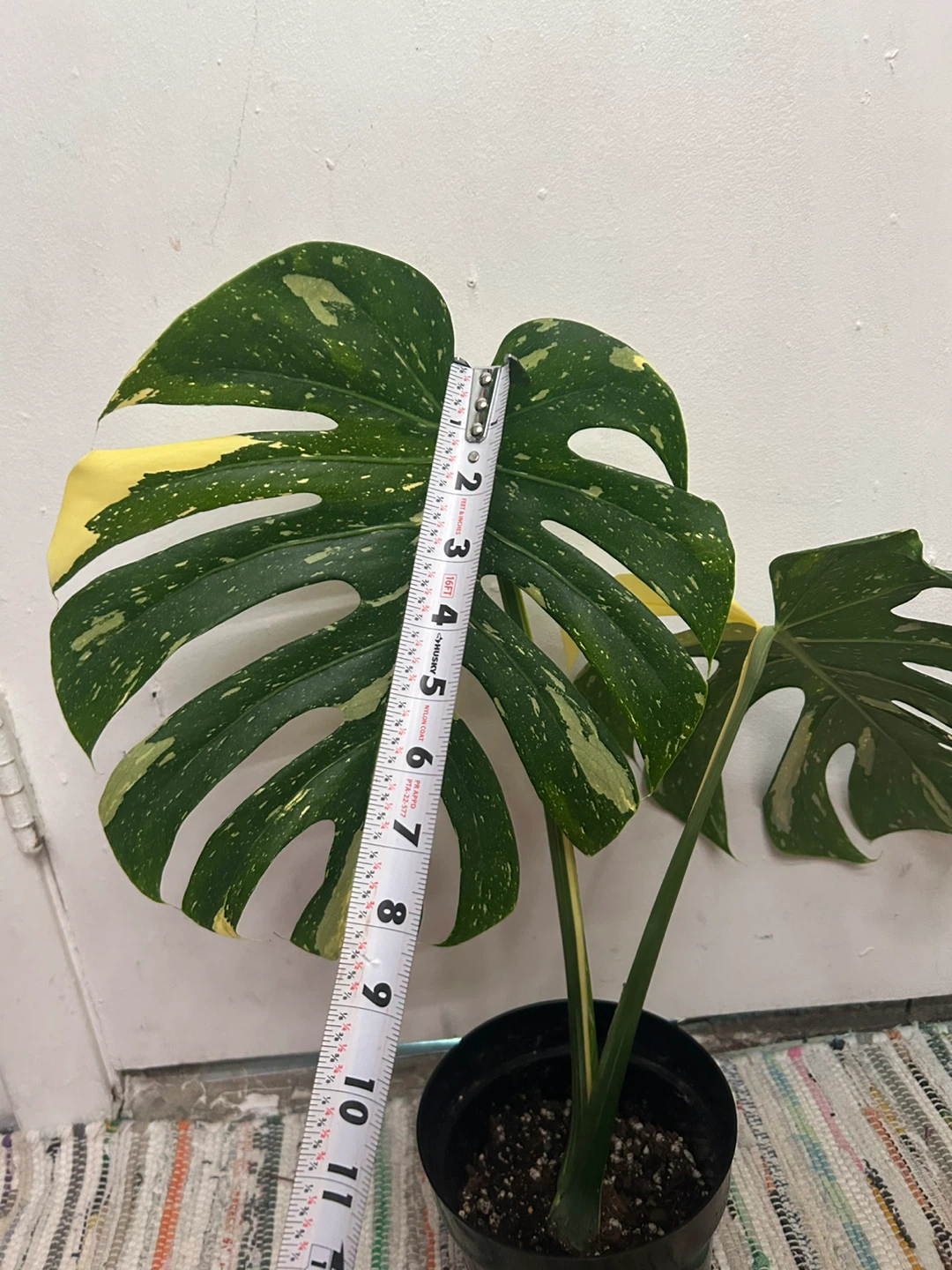 Monstera Thai Constellation - photo 3