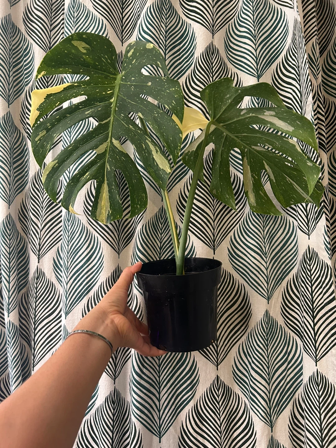 Monstera Thai Constellation
