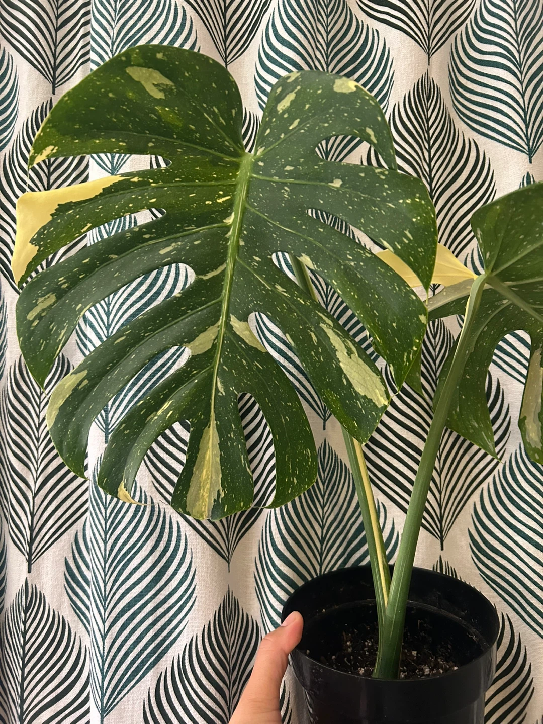 Monstera Thai Constellation - photo 5