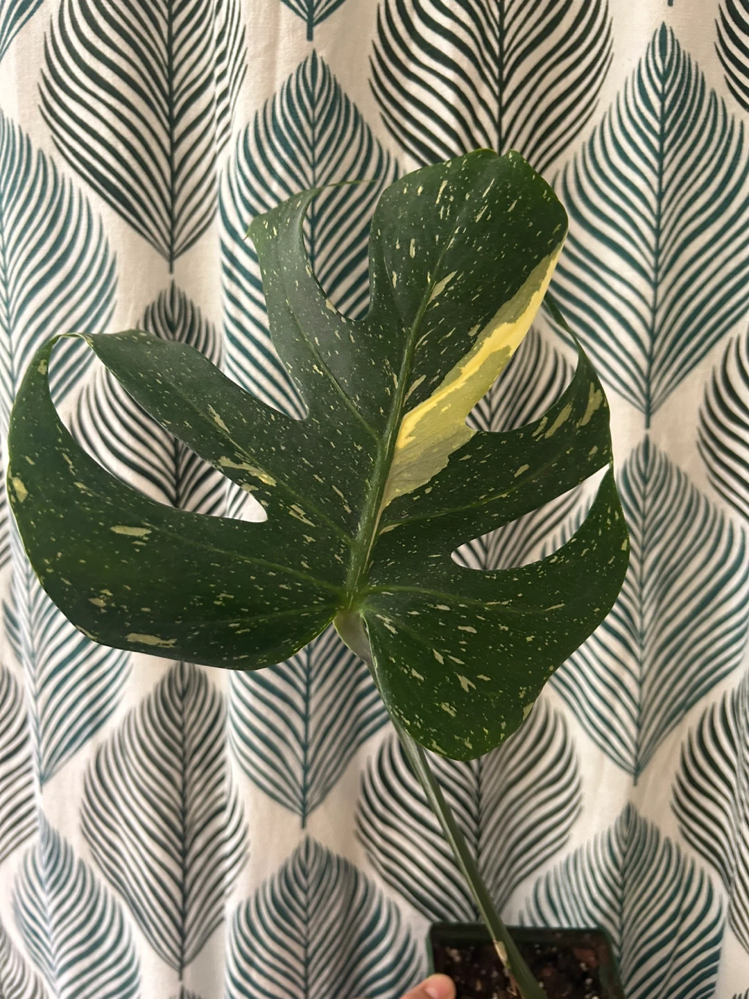 Monstera Thai Constellation - photo 2
