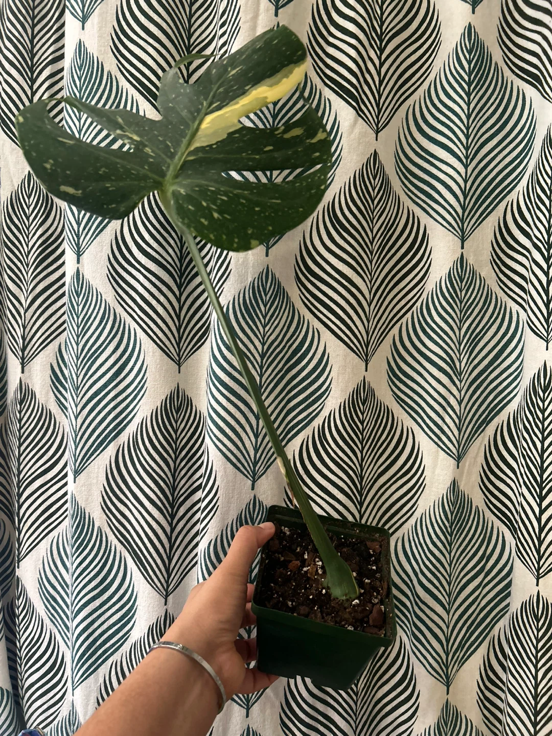 Monstera Thai Constellation