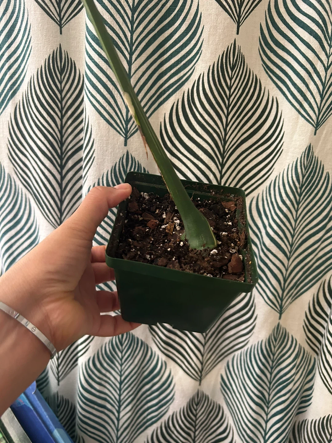 Monstera Thai Constellation - photo 4