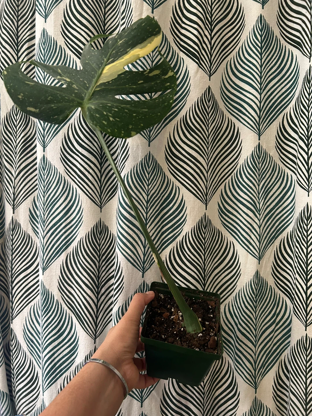 Monstera Thai Constellation - photo 3