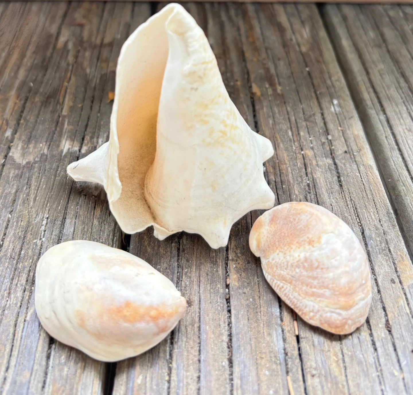 Decorative Beach Shell Set Off-White / Sand Like New 4 Pieces - photo 3