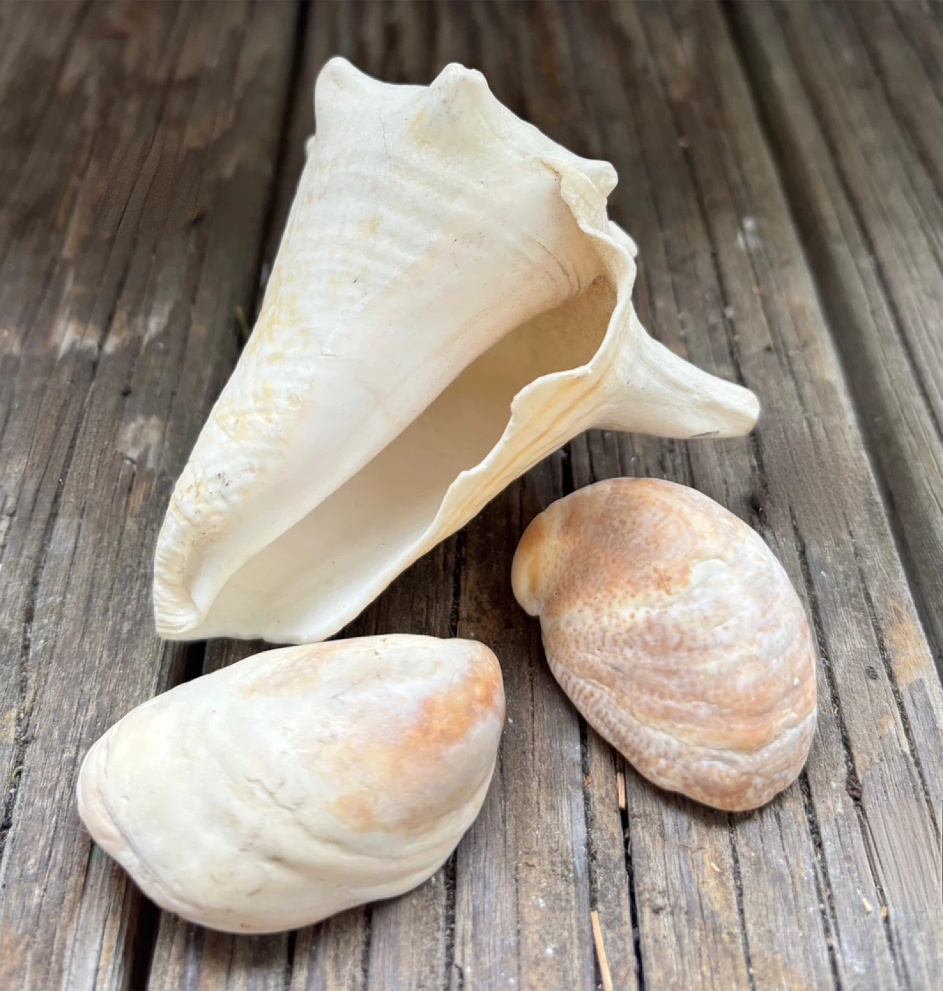 Decorative Beach Shell Set Off-White / Sand Like New 4 Pieces - photo 2