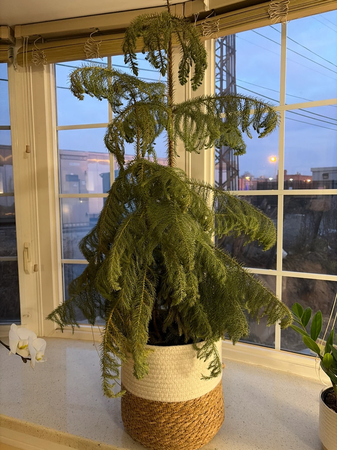 Norfolk Island Pine - Needs Humidity