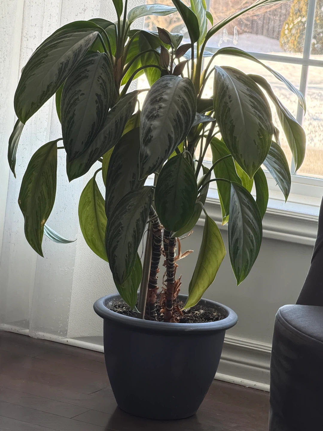 Aglaonema Potted Plant